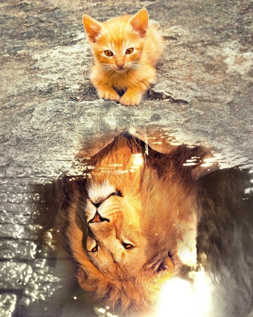 a pussy cat looking at a reflective image of a lion