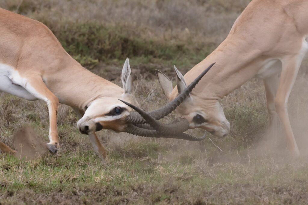 conflict between 2 stags butting heads