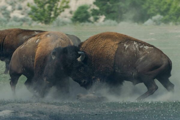 2 buffalo's locking horns and butting heads